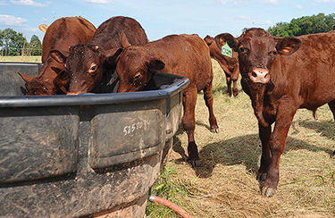 Cattle at water trough